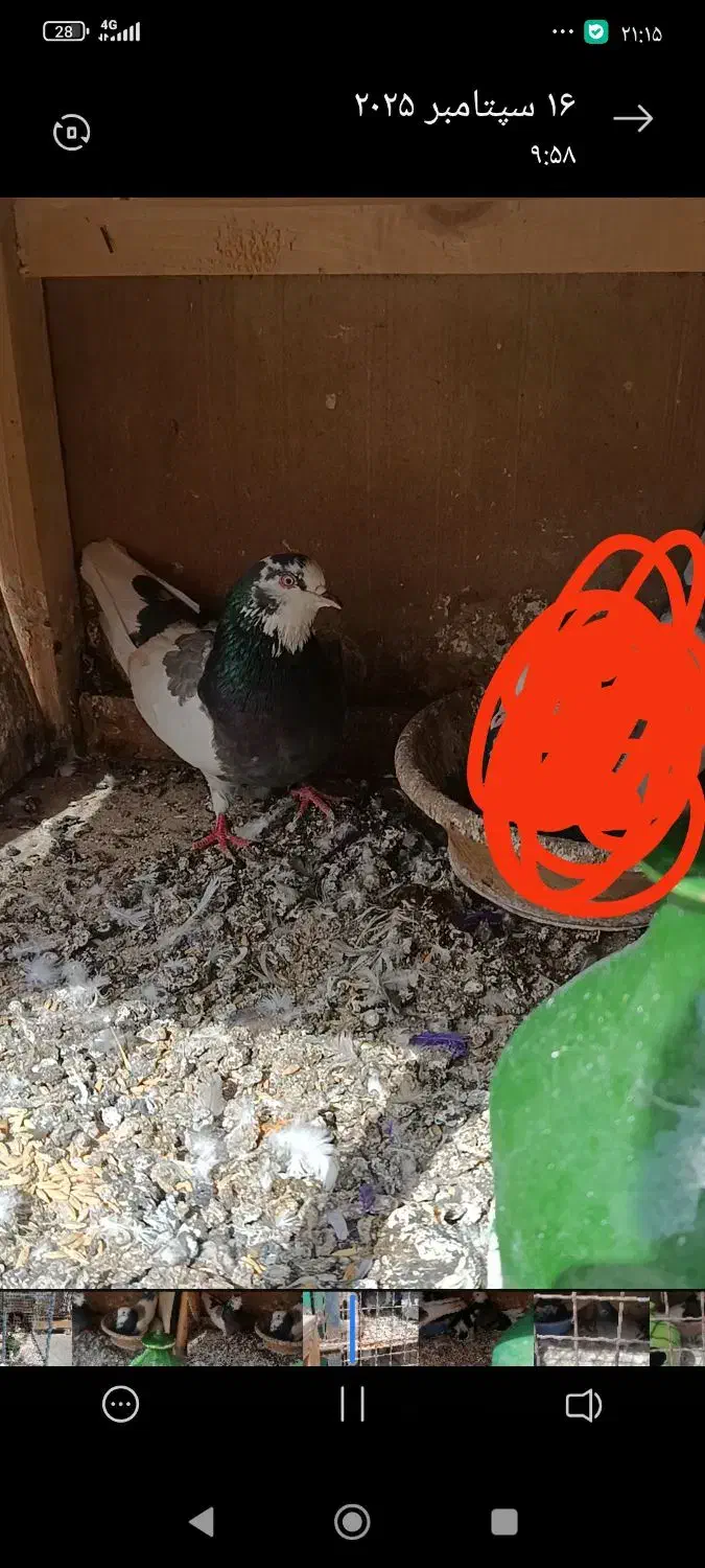 کفتر گمشده ماده|حیوانات|تهران, دولاب|دیوار