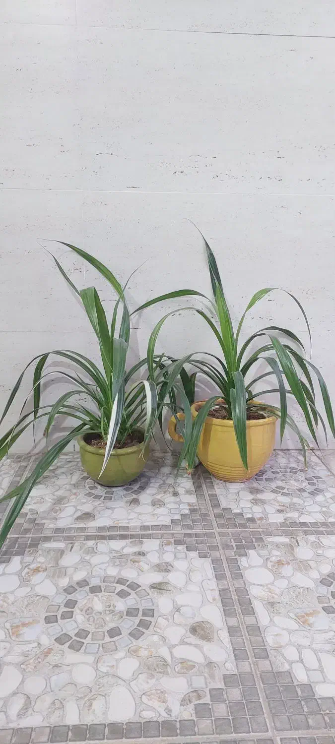 گل طبیعی|گل و گیاه طبیعی|نیشابور, بنیاد شهید|دیوار