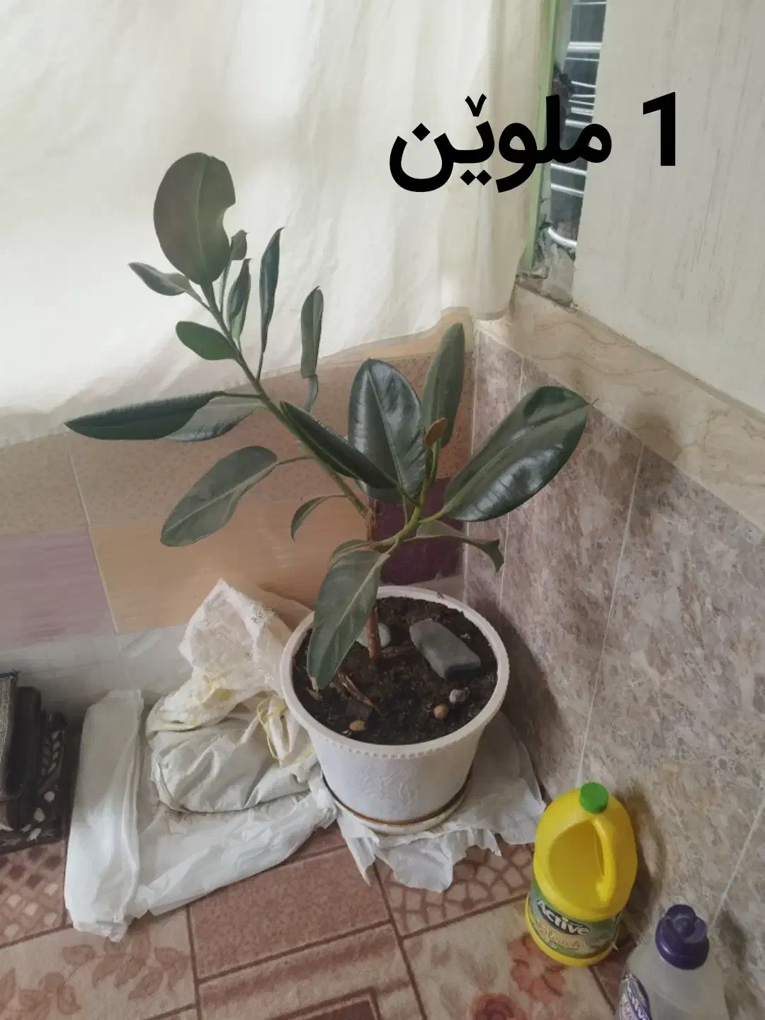 گل زینتی|گل و گیاه طبیعی|بانه, |دیوار