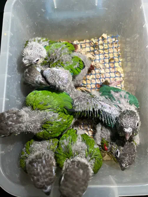 گیرینچیک سرلاکی و دونخور|پرنده|ساری, |دیوار