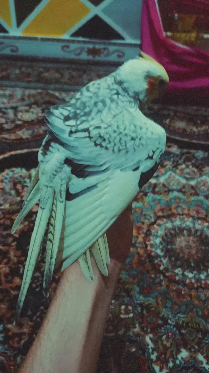 پرنده|پرنده|کنگاور, |دیوار