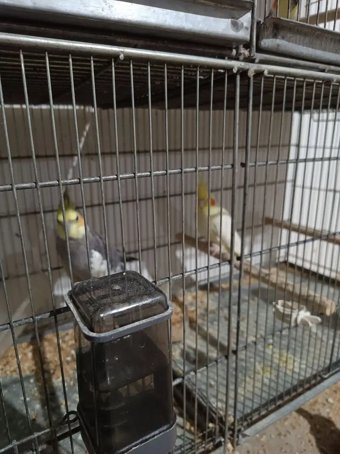 عروس هلندی مولد|پرنده|کرج, آق تپه|دیوار