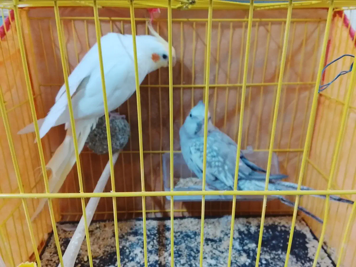 عروس هلندی|پرنده|تربت‌حیدریه, باغ ملی|دیوار