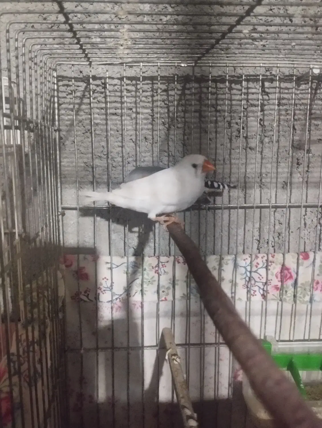 فنچ مولدومرغ عشق مولد|پرنده|زابل, |دیوار