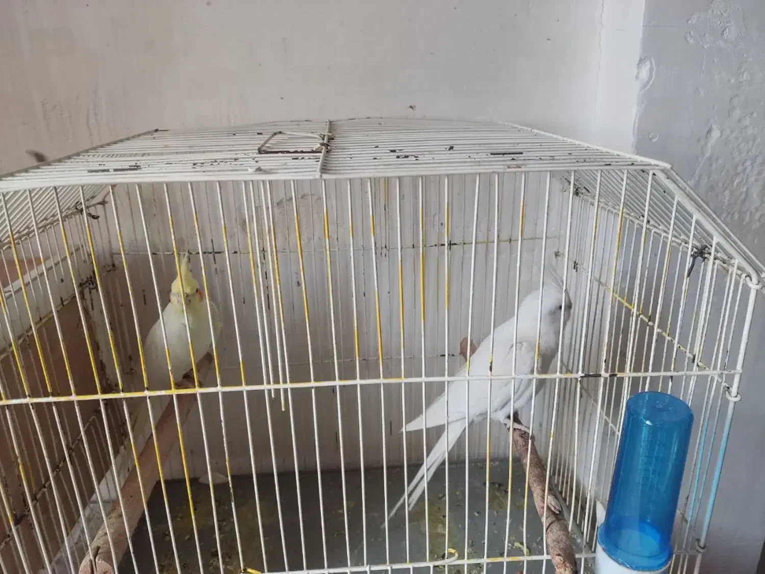 جفت عروس هلندی|پرنده|بندر ماهشهر, |دیوار