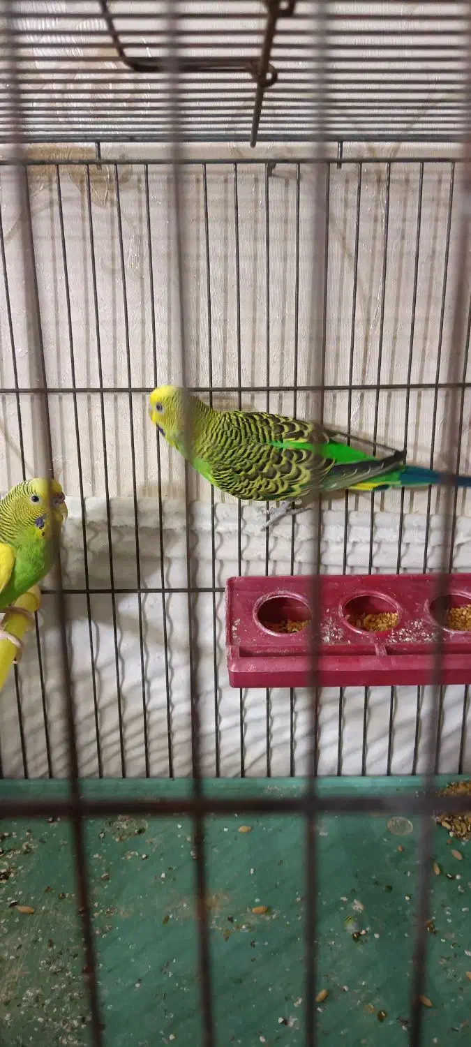 مرغ عشق|پرنده|نسیمشهر, |دیوار