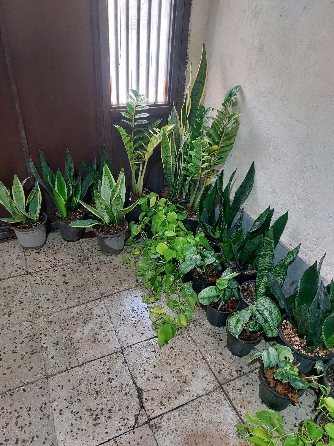 فروش ویژه گل طبیعی بمناسبت یلدا|گل و گیاه طبیعی|اسلامشهر, مطهری|دیوار