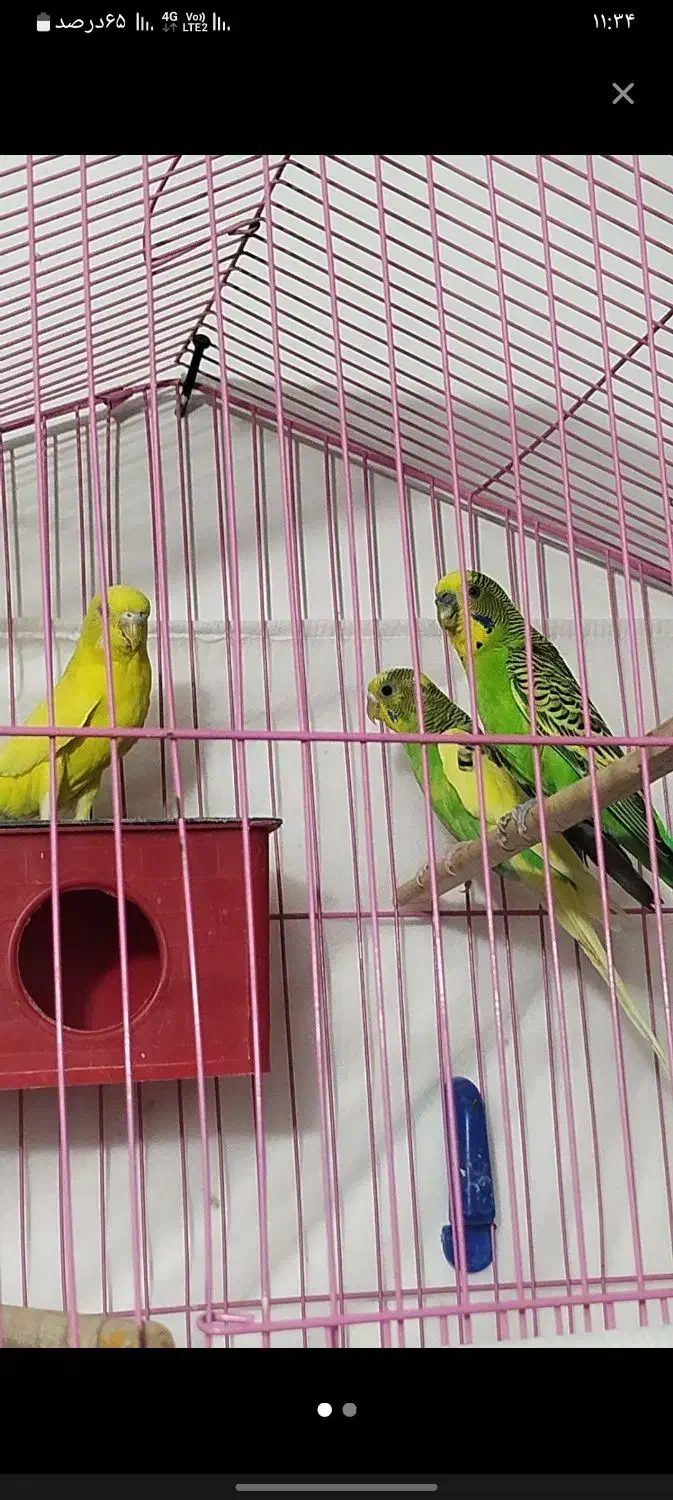 مرغ عشق نرو ماده|پرنده|بم, |دیوار