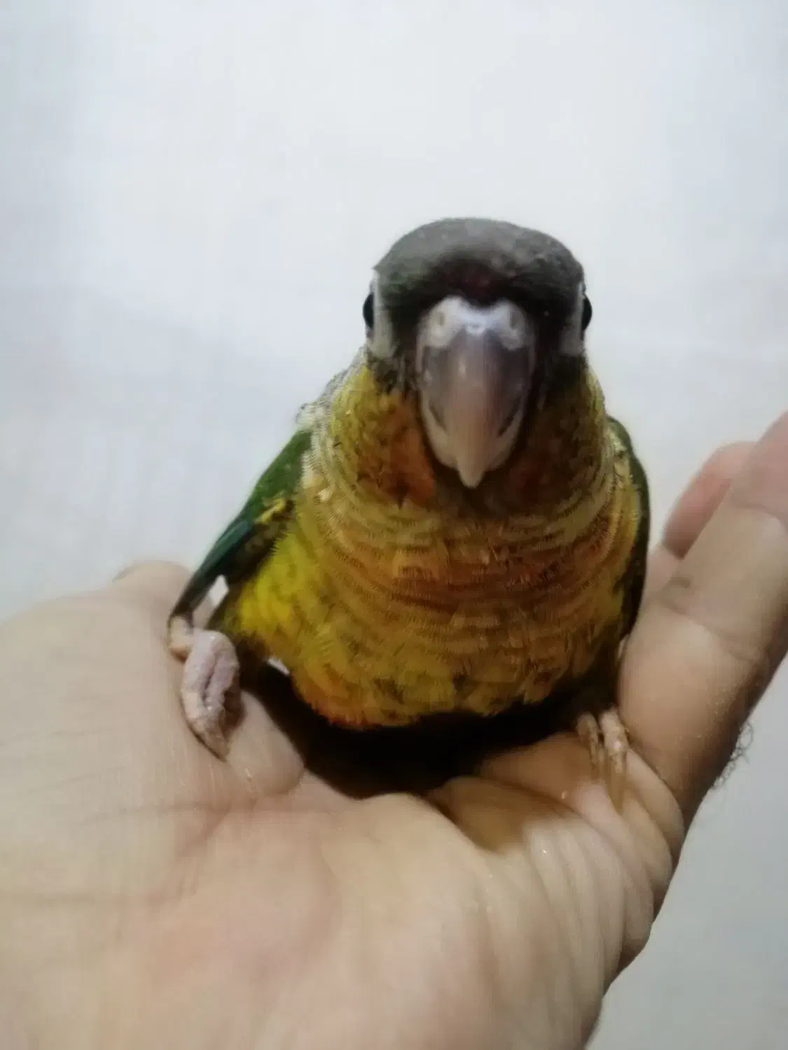 جوجه های سرلاکی گرینچیک در رنگهای مختلف ،راهب|پرنده|تهران, آشتیانی|دیوار