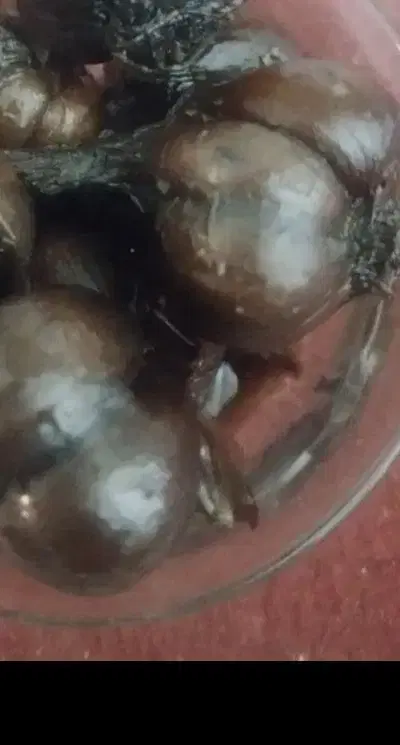 ترشی سیر|خوردنی و آشامیدنی|سبزوار, هویزه|دیوار