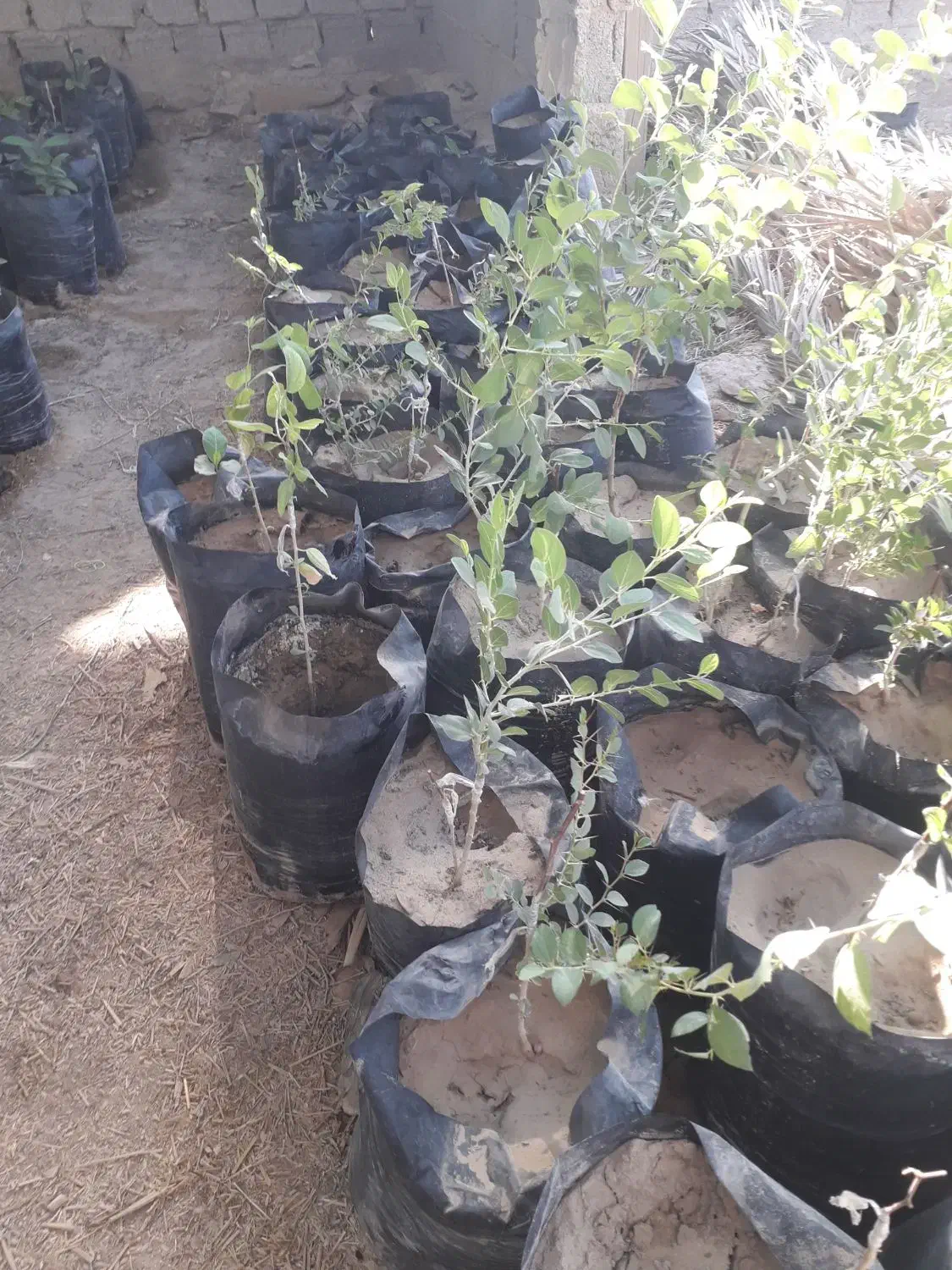 نهال کنار پیوندی انبه مهلی|خدمات باغبانی و درختکاری|بندر گناوه, |دیوار