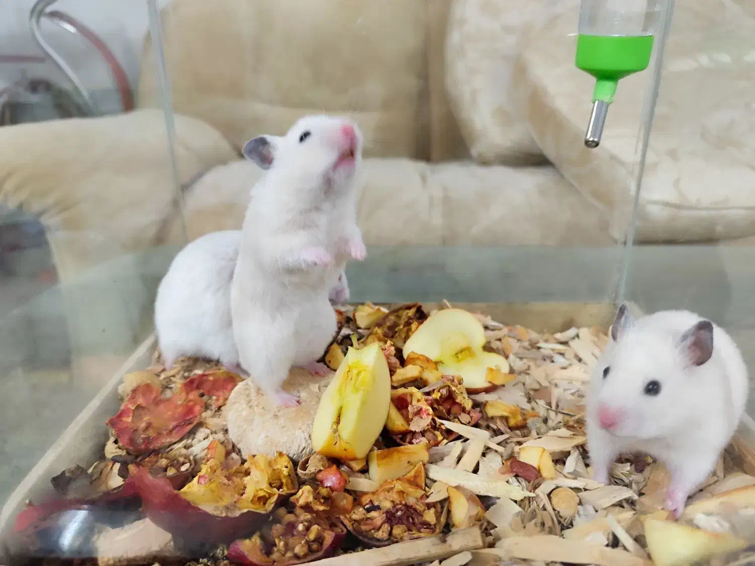 همستر اهلی و خونگی بازیگوش|موش و خرگوش|نیشابور, شهرک قدس|دیوار