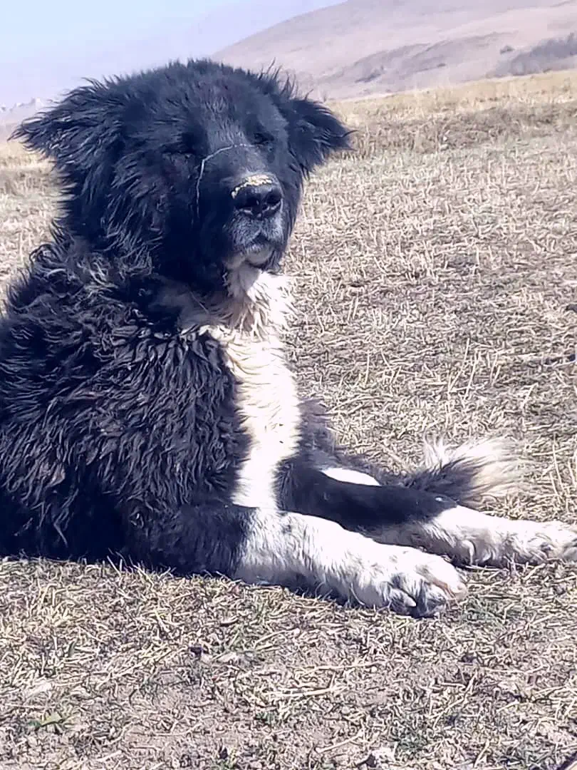 سگ گله|سگ|چنارود, |دیوار