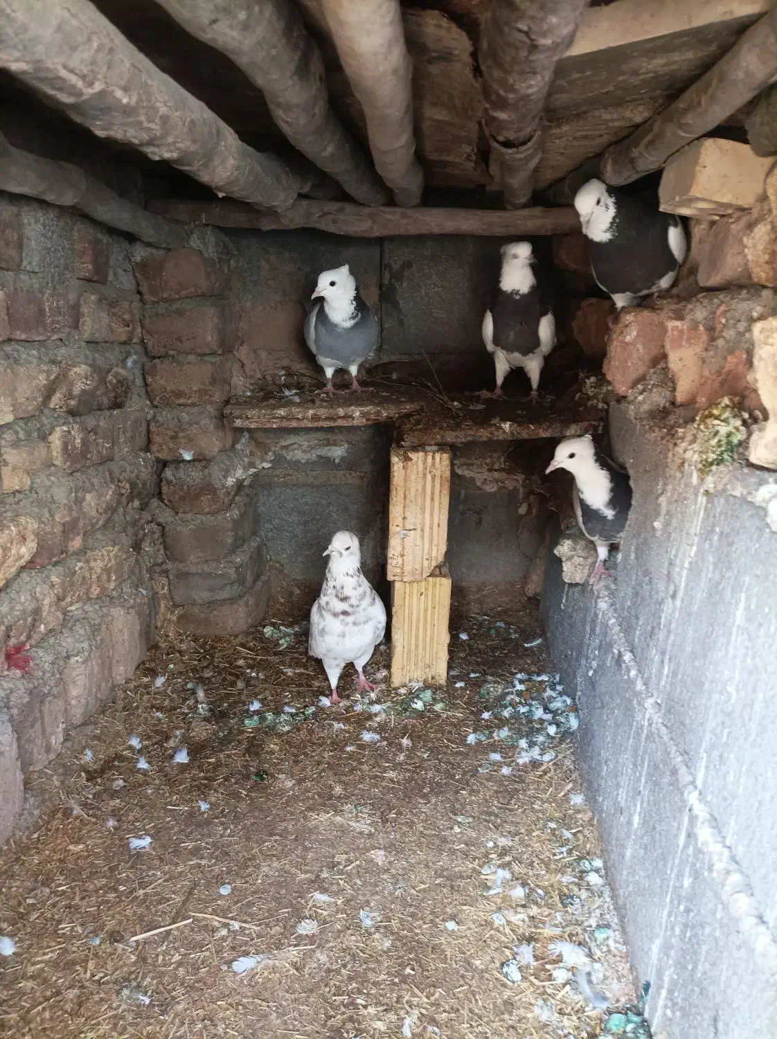 کبوتر طوقی|پرنده|نورآباد, |دیوار