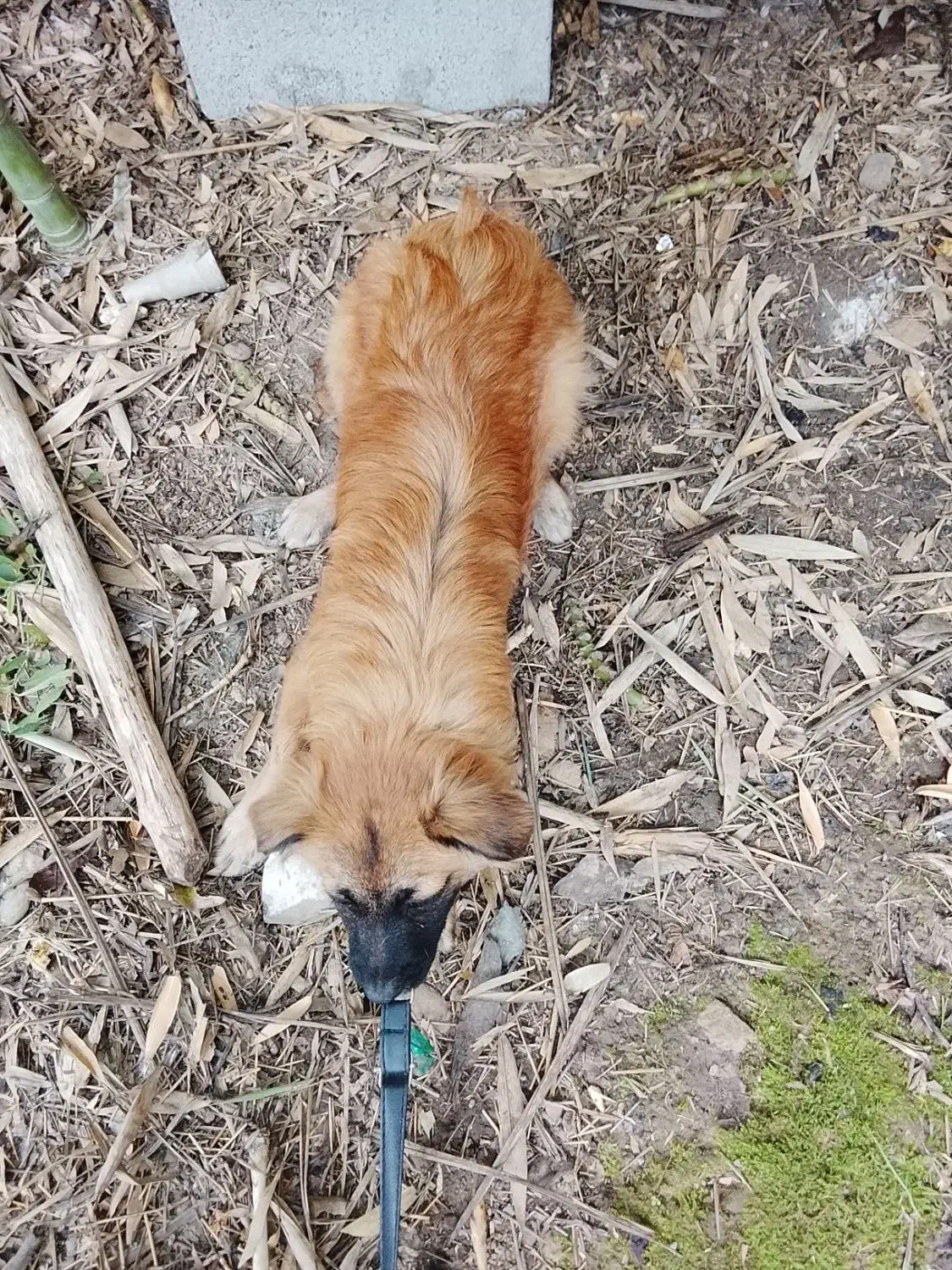 فروش سگ ترییر|سگ|چالوس, |دیوار