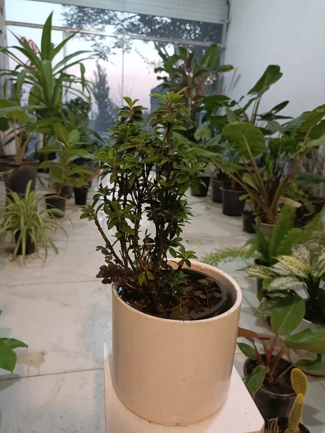 گل شمشاد ابلق و سبز و پایه دار ارسال رایگان + هدیه|گل و گیاه طبیعی|مشهد, رده|دیوار