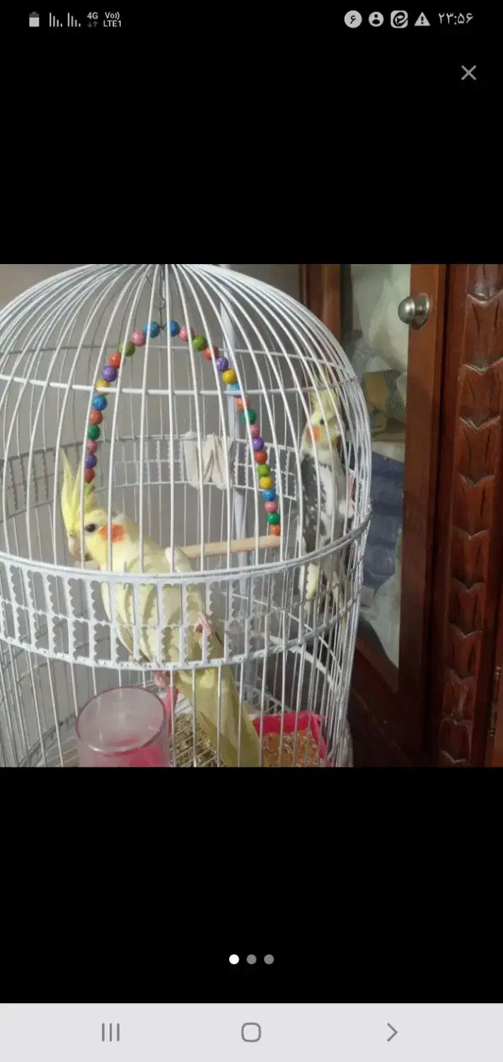 عروس هلندی سر حال|پرنده|مشهد, کشف|دیوار