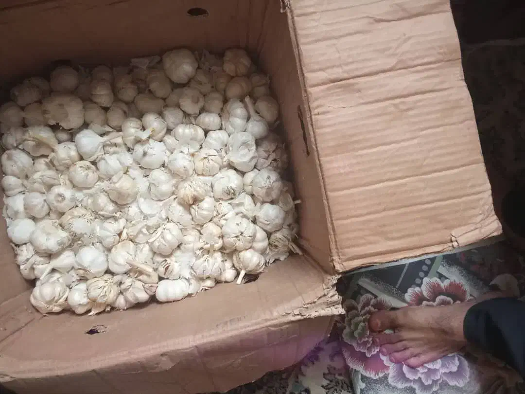 لیمو تازه، سیز تازه، موز|خوردنی و آشامیدنی|زابل, |دیوار