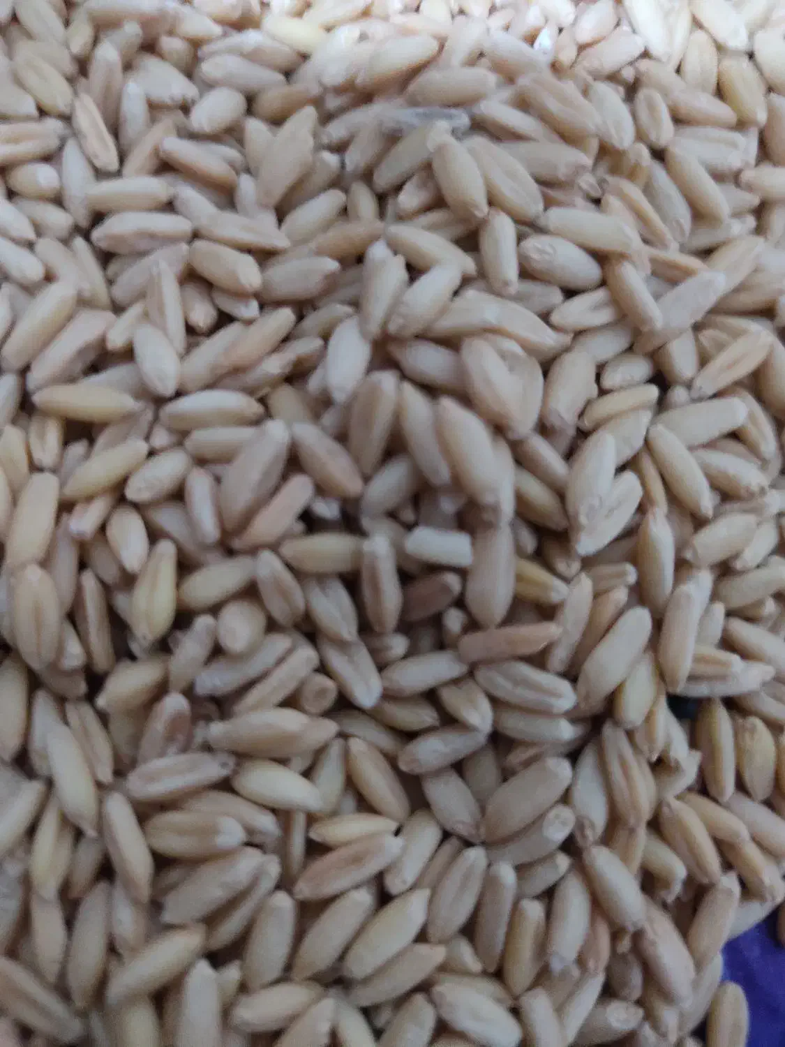 گندم صدرا بذری|عمده‌فروشی|شراء, |دیوار