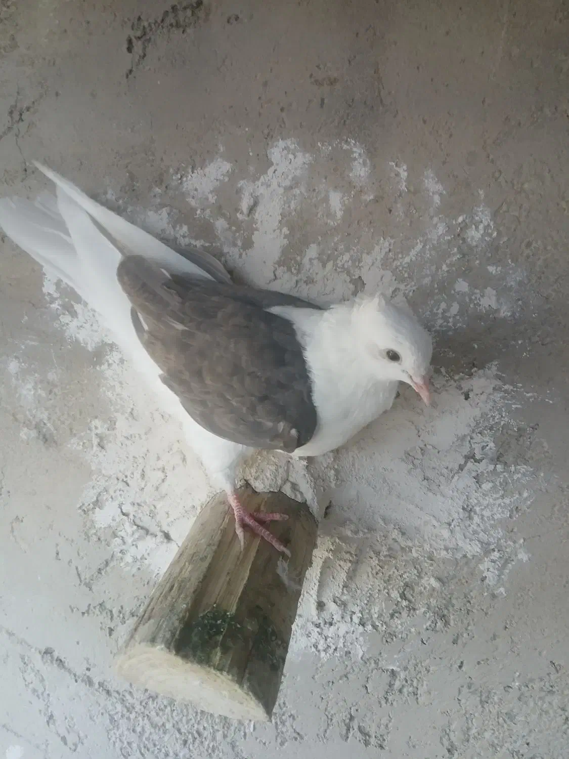 جفت دوکت یا پشتی جفت سفید اراکی با ی جوجه|پرنده|مرودشت, پشت سایپا‎|دیوار