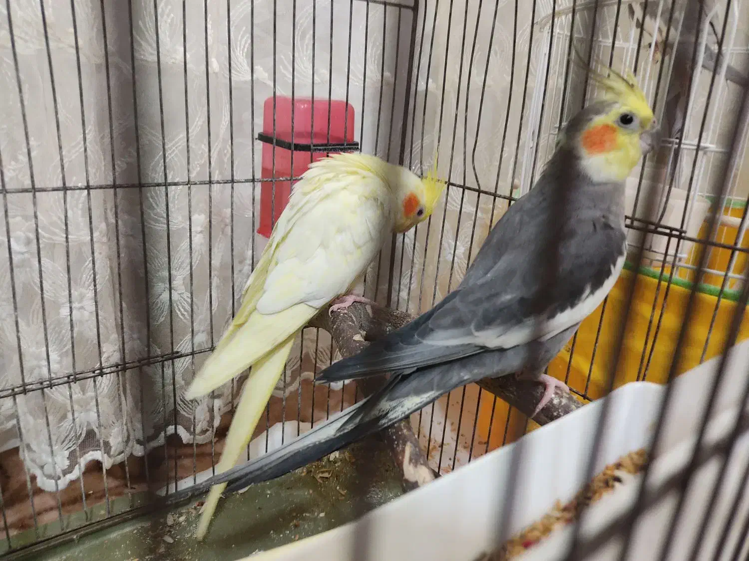 عروس هلندی نروماده|پرنده|ساوه, |دیوار