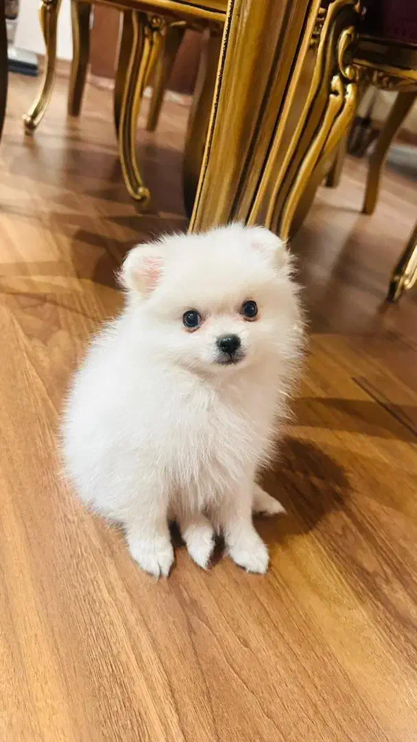 توله پامرانین خرسی یک گوله نمک|سگ|کرج, فاز ۲ مهرشهر|دیوار