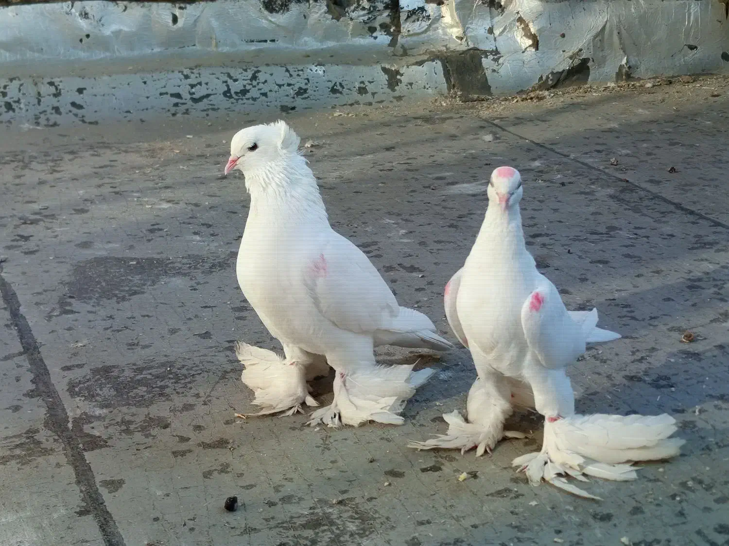 جفت کبوتر لوتی|پرنده|اهر, |دیوار