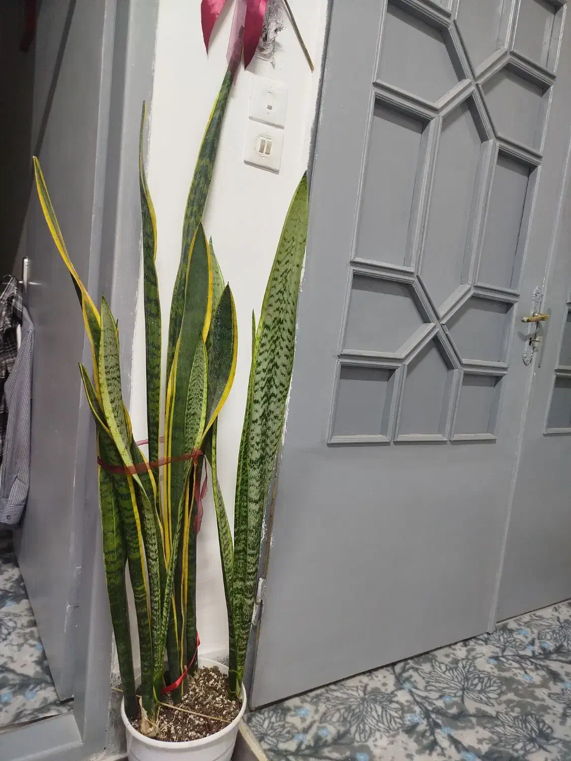 گل آپارتمانی سانسوریا|گل و گیاه طبیعی|تربت جام, بیست متری منبع آب|دیوار