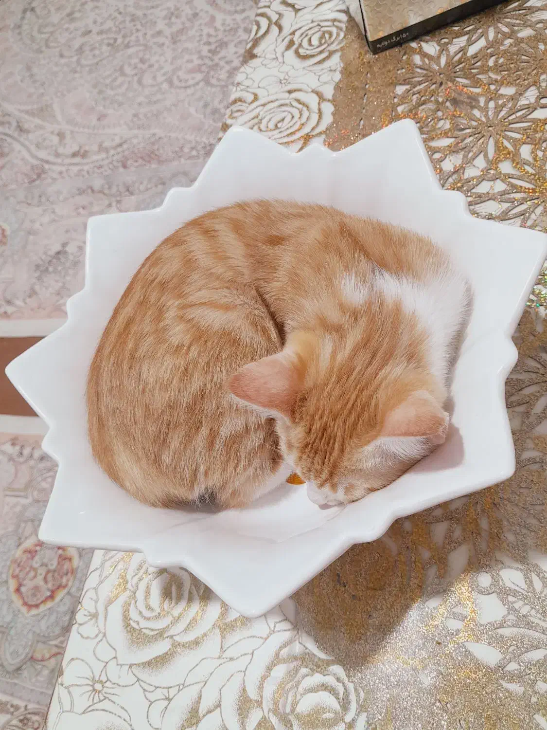 پسربچه گربهی ۳ ماهه|گربه|قم, بوستان علوی|دیوار