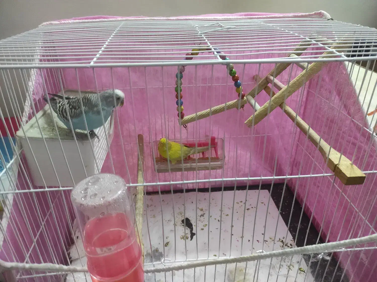 مرغ عشق جفت همراه با قفس و تجهیزات|پرنده|مشهد, زمانه|دیوار