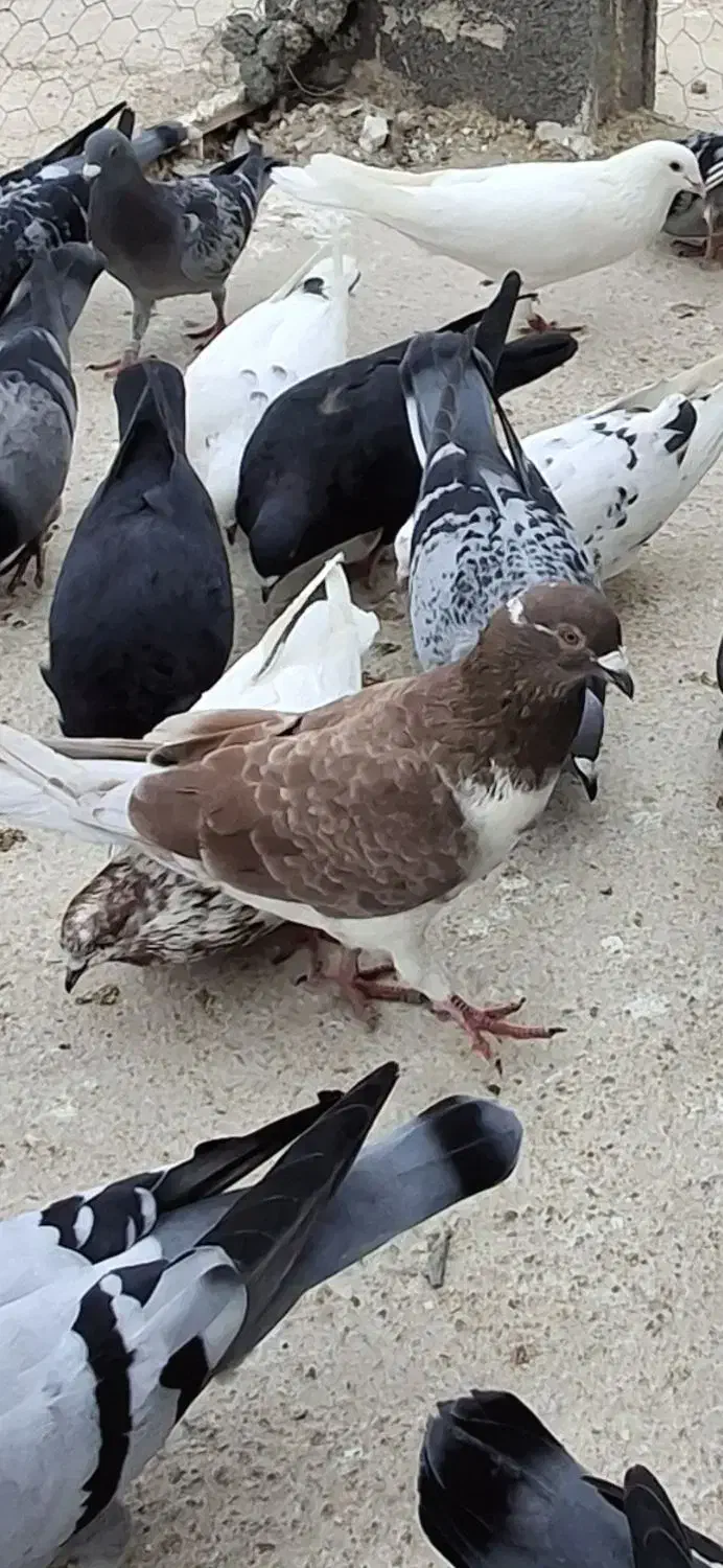 فروش ۳تا کبوتر|پرنده|بندر دیر, |دیوار