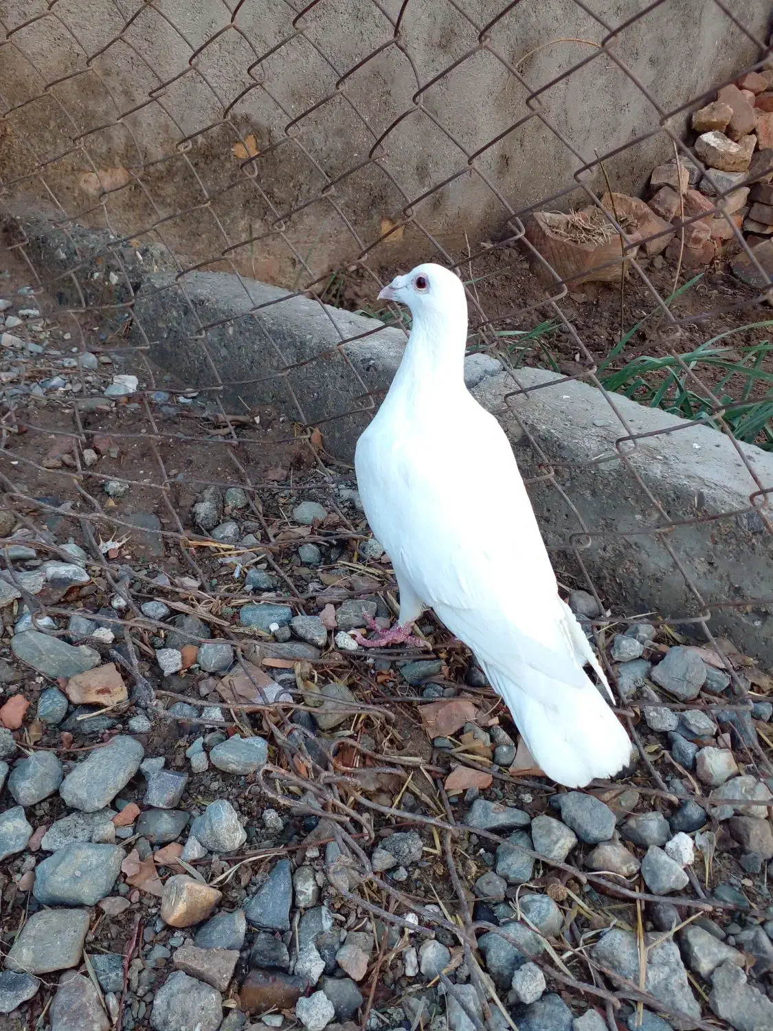 کبوتر|پرنده|نهبندان, |دیوار