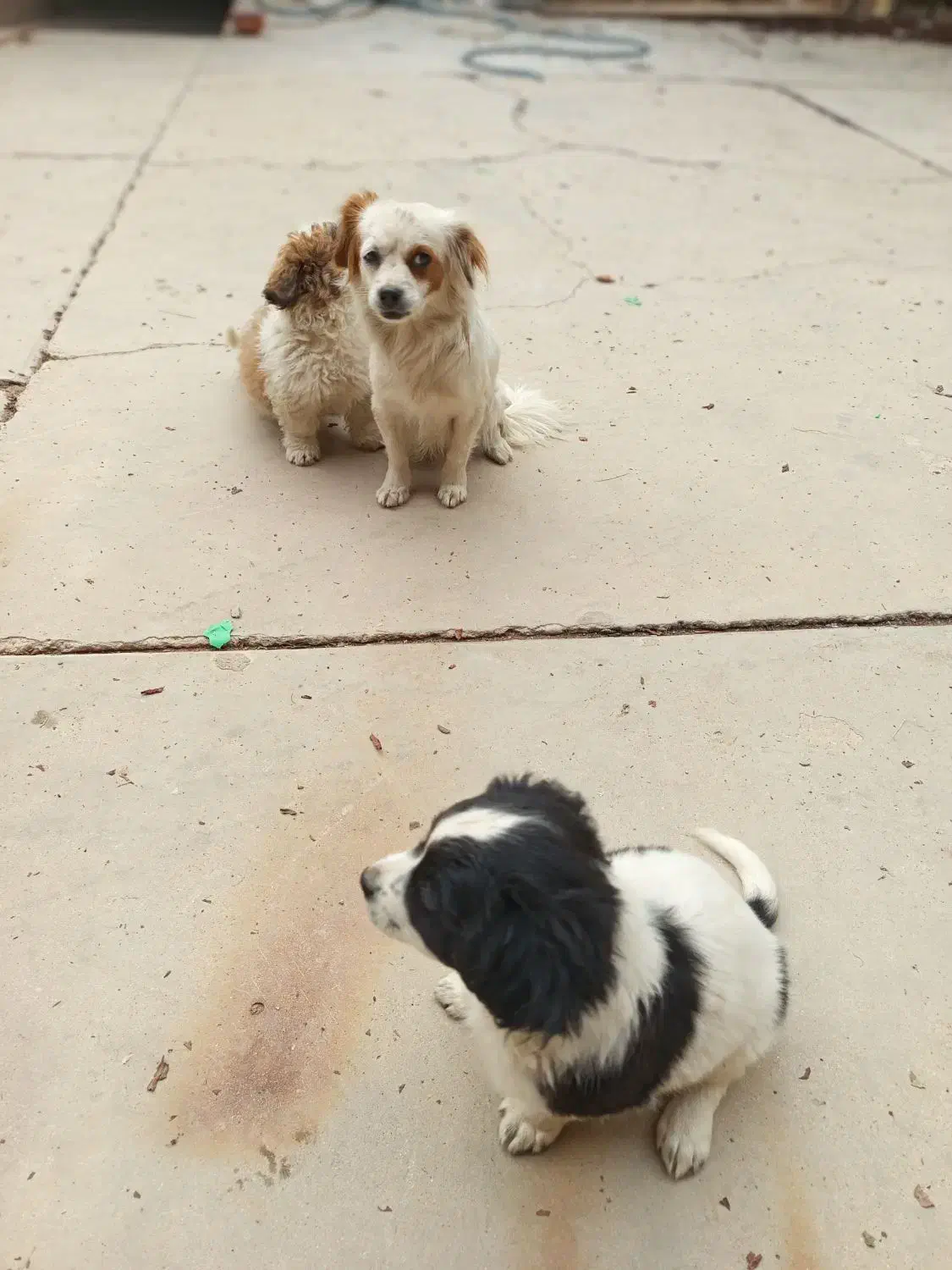 سگ پشمالو|سگ|مسجد سلیمان, |دیوار