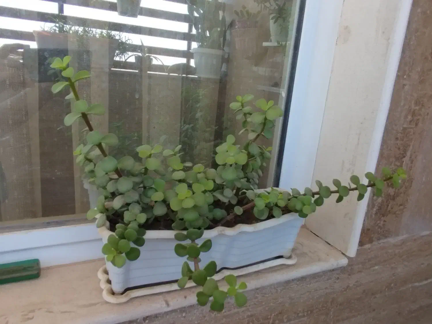 گل و گیاه طبیعی|گل و گیاه طبیعی|نیشابور, شهرک پردیس|دیوار