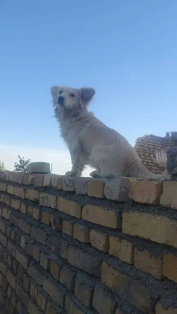 پاکوتاه روباهی ماده|سگ|زنجان, |دیوار