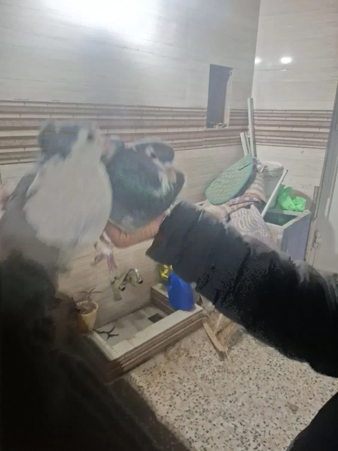 نر زره ای و بدرنگ|پرنده|خمینی‌شهر, |دیوار