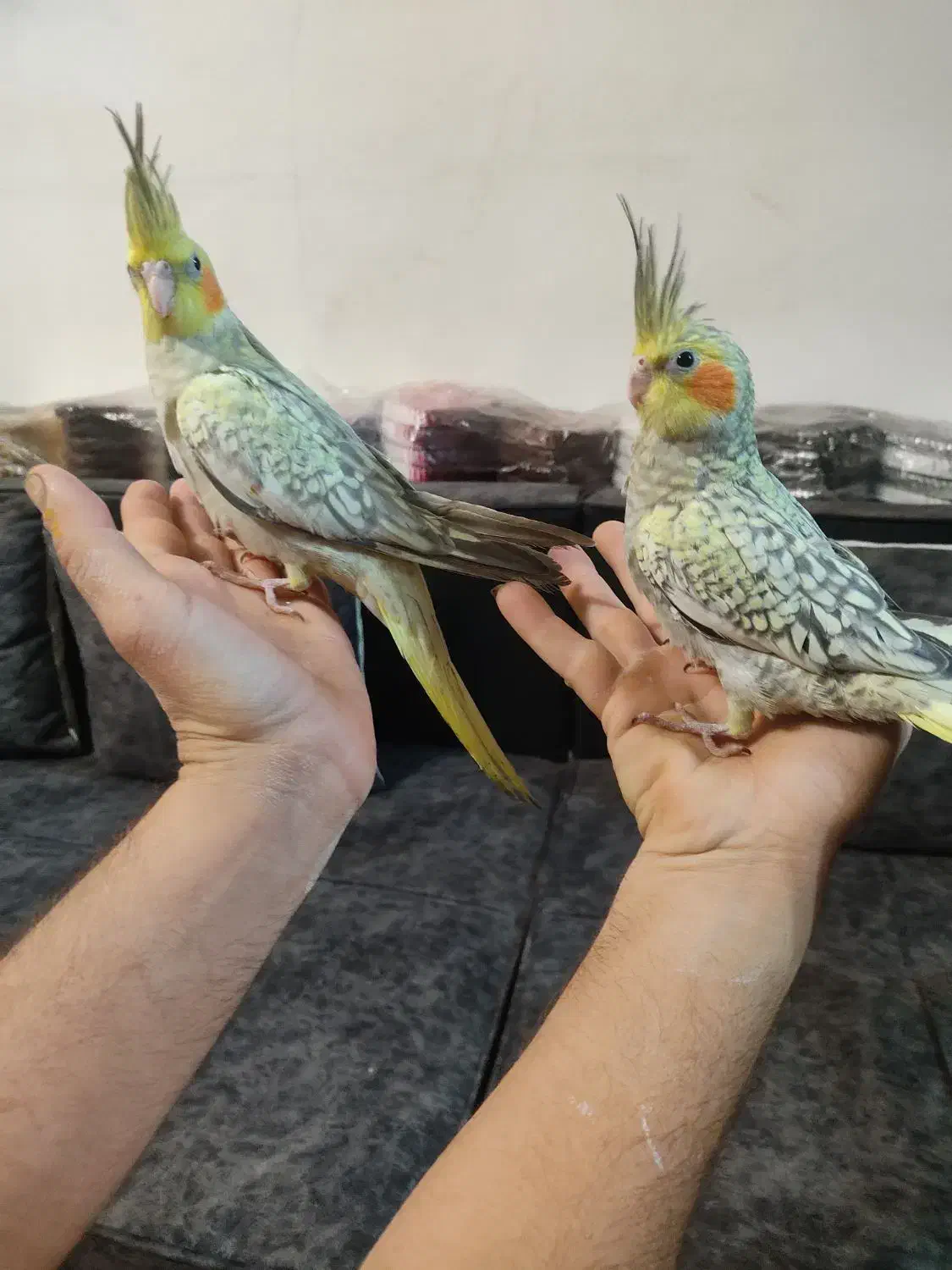 جوجه عروس یک ماهه دستی|پرنده|آستانه اشرفیه, |دیوار