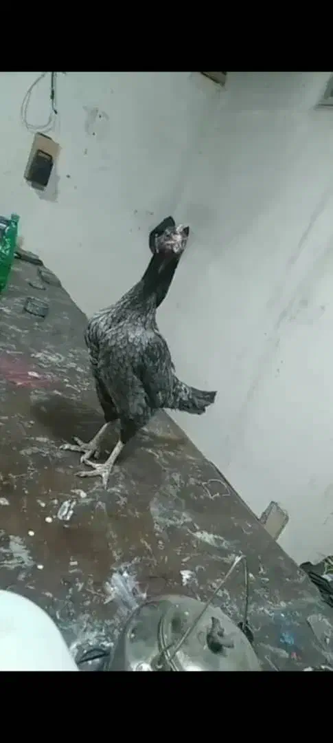 خروس لاری|حیوانات مزرعه|تهران, چوب تراش|دیوار