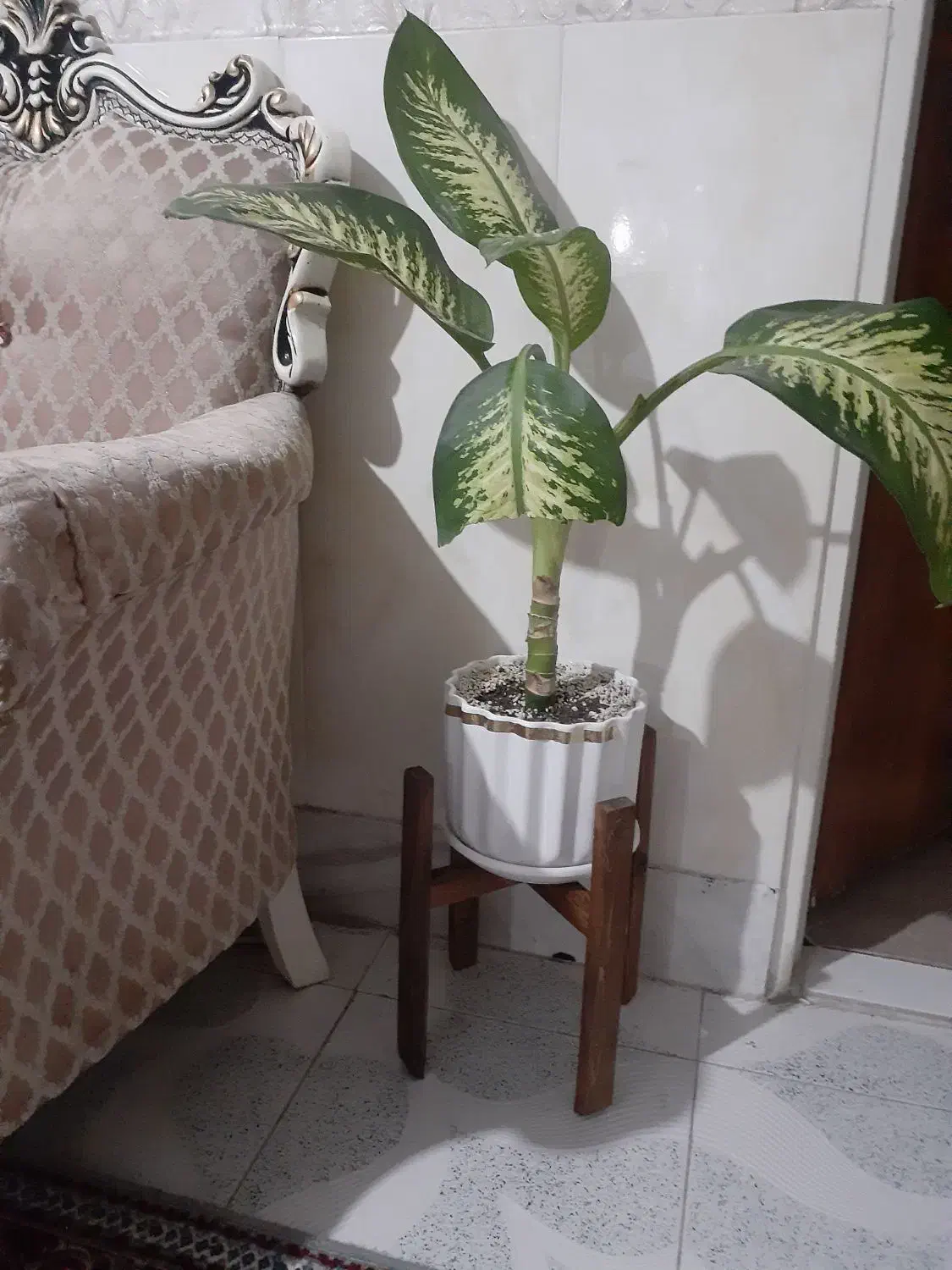 گل طبیعی|گل و گیاه طبیعی|اسلامشهر, شهرک قائمیه|دیوار