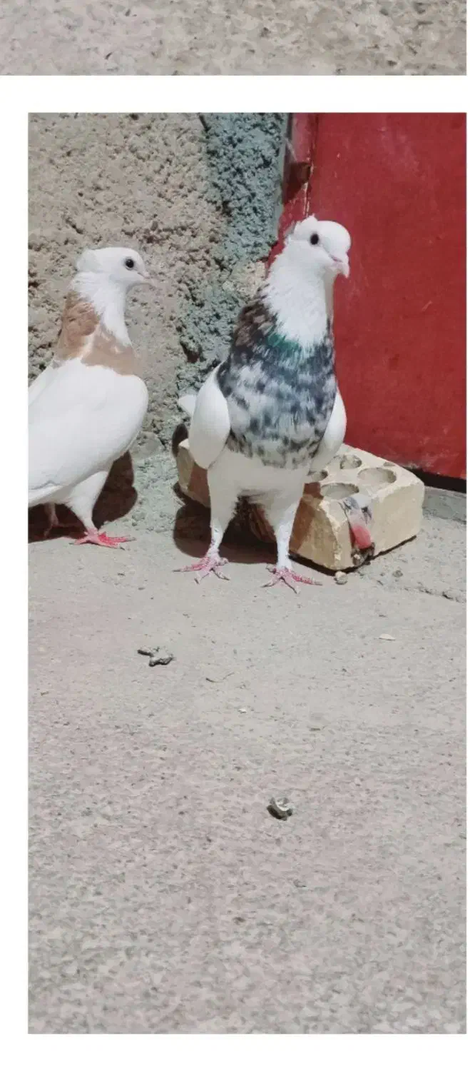 سه جفت طوقی|پرنده|لردگان, |دیوار