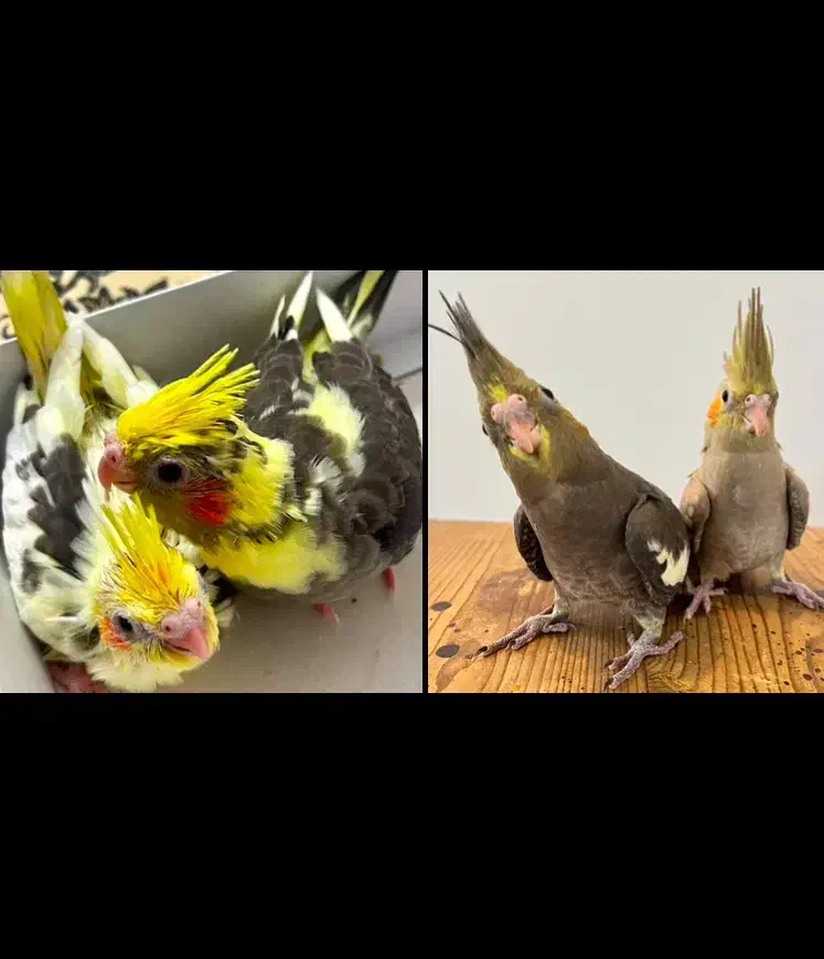 جوجه عروس هلندی|پرنده|لنگرود, |دیوار