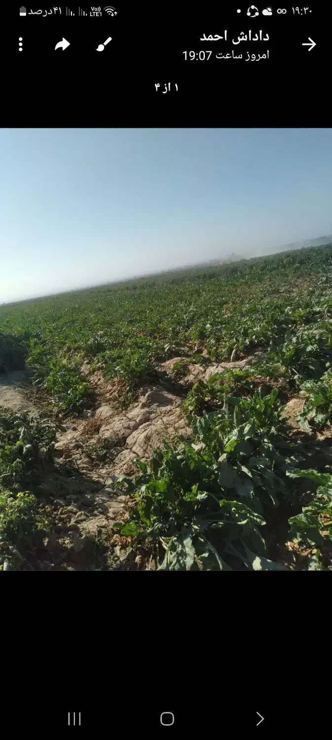 چغندر برای دامداران|خوردنی و آشامیدنی|هلالی, |دیوار