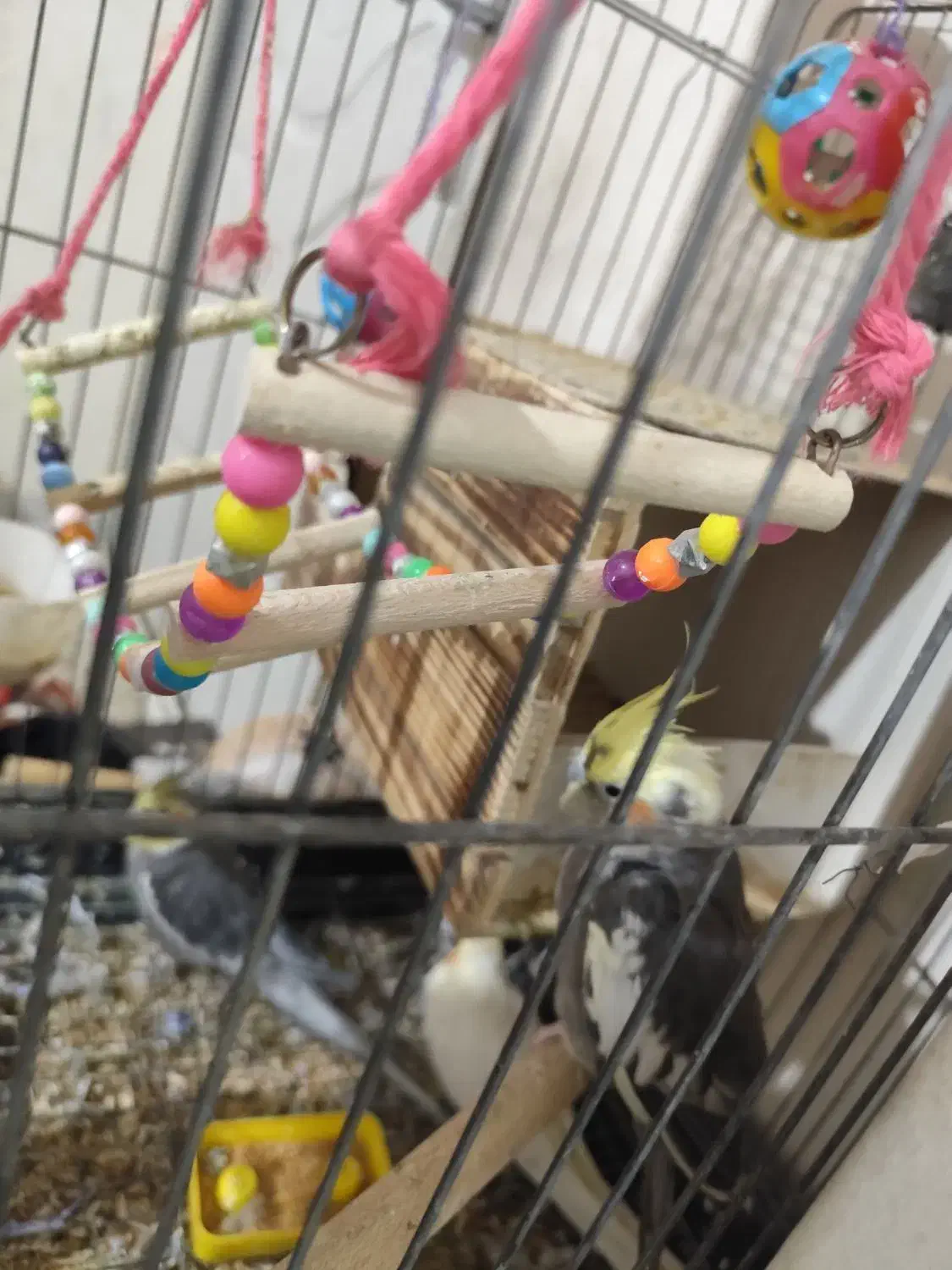 سه عدد عروس هلندی زیبا|پرنده|تهران, اتابک|دیوار