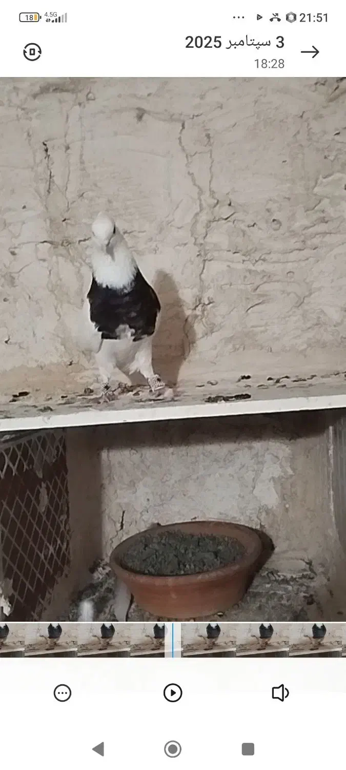 کفتر طوقی|پرنده|کرمانشاه, |دیوار