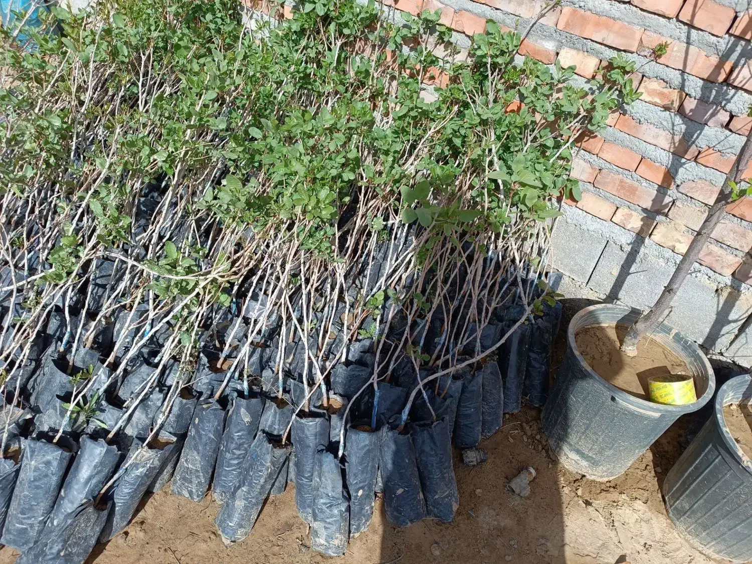 نهالستان|گل و گیاه طبیعی|شیراز, اصلاح‌نژاد|دیوار