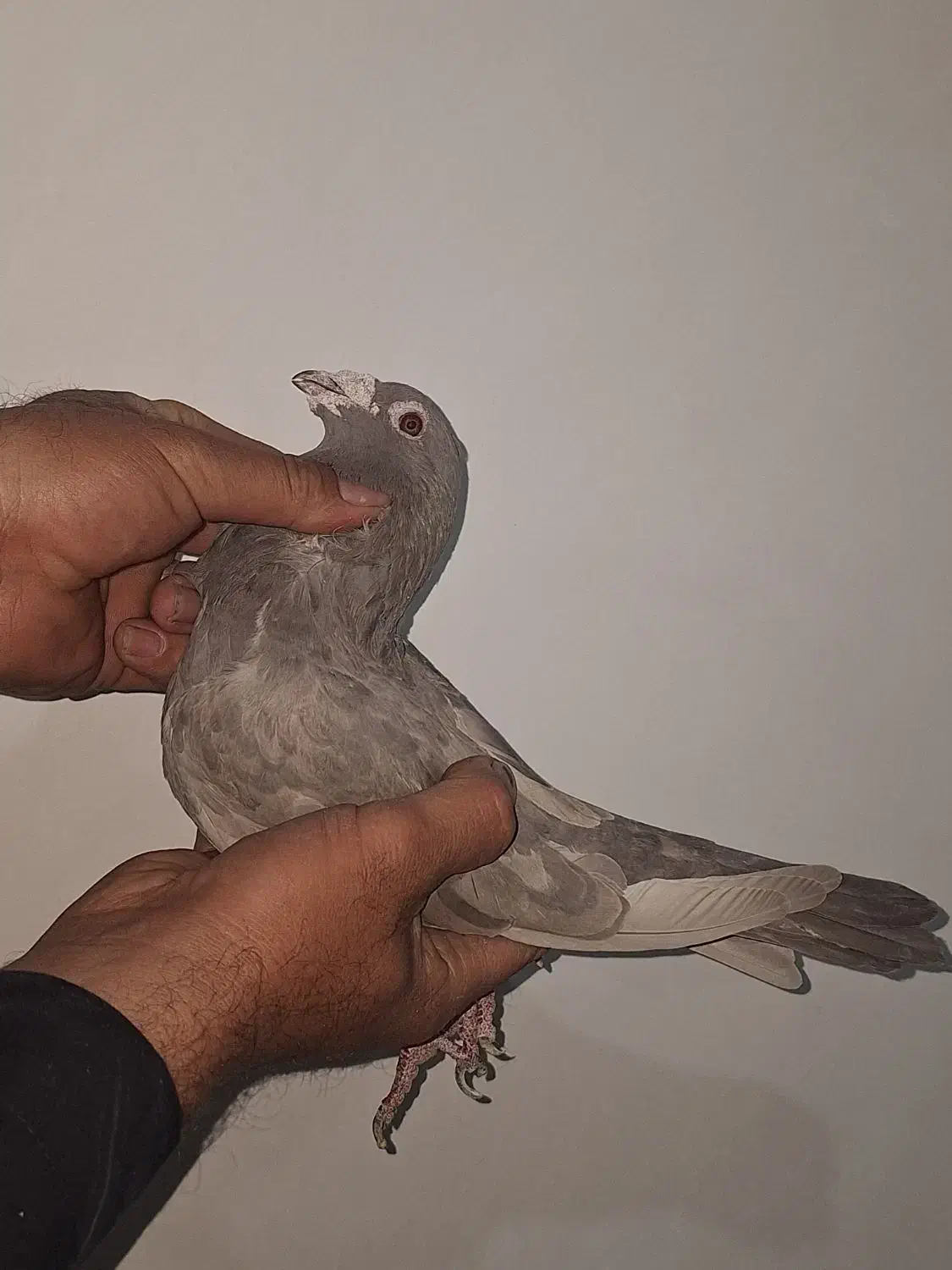 کفتر|پرنده|کرج, شهرک سهرابیه|دیوار