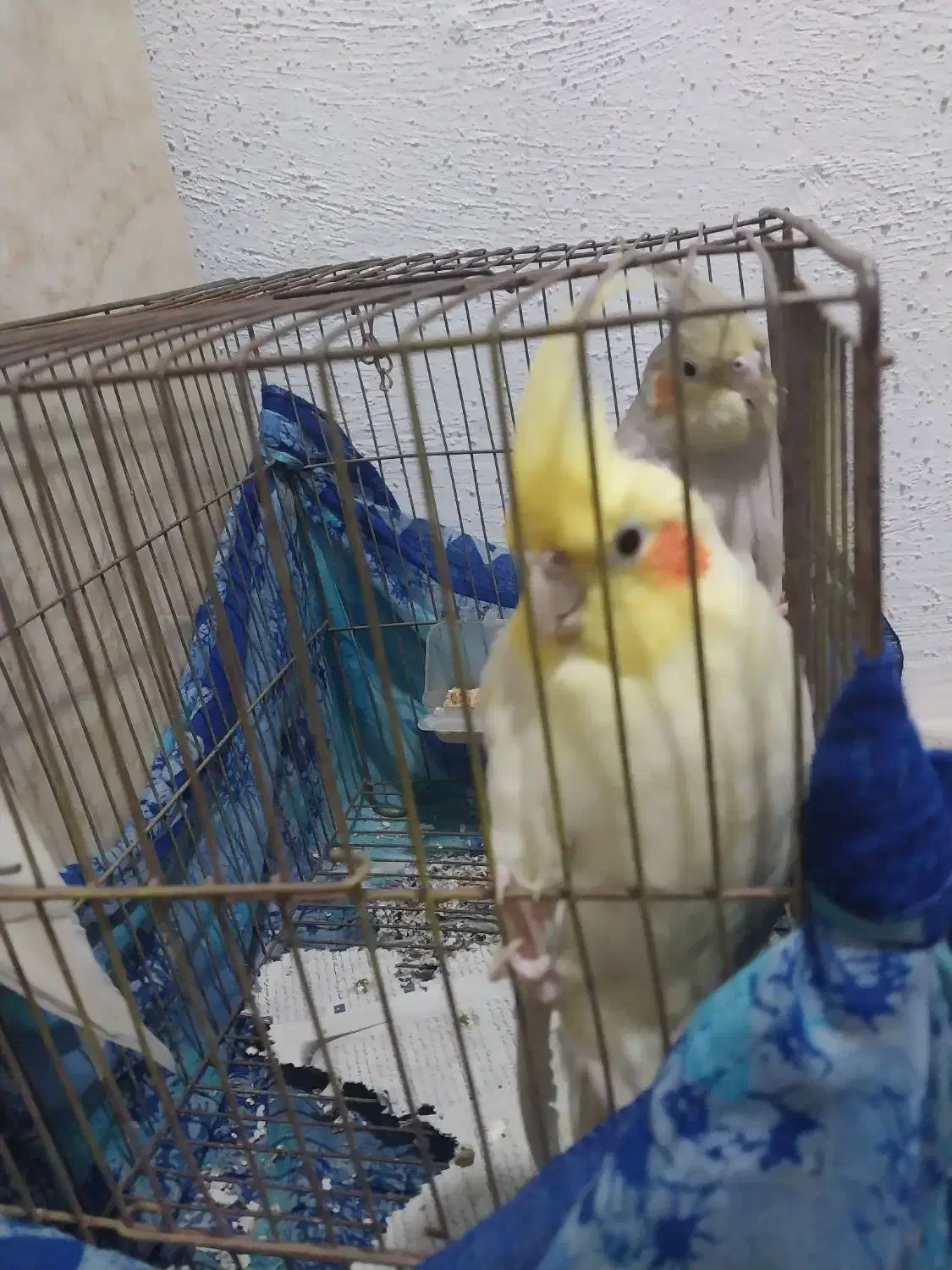 عروس هلندی|پرنده|رشت, جماران|دیوار