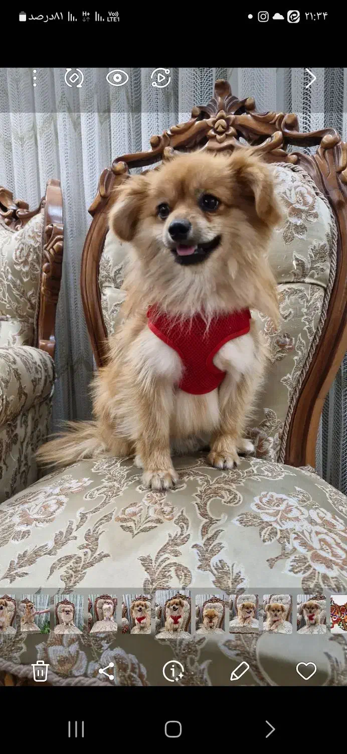 سگ پامر روباهی|سگ|سبزوار, رباط|دیوار