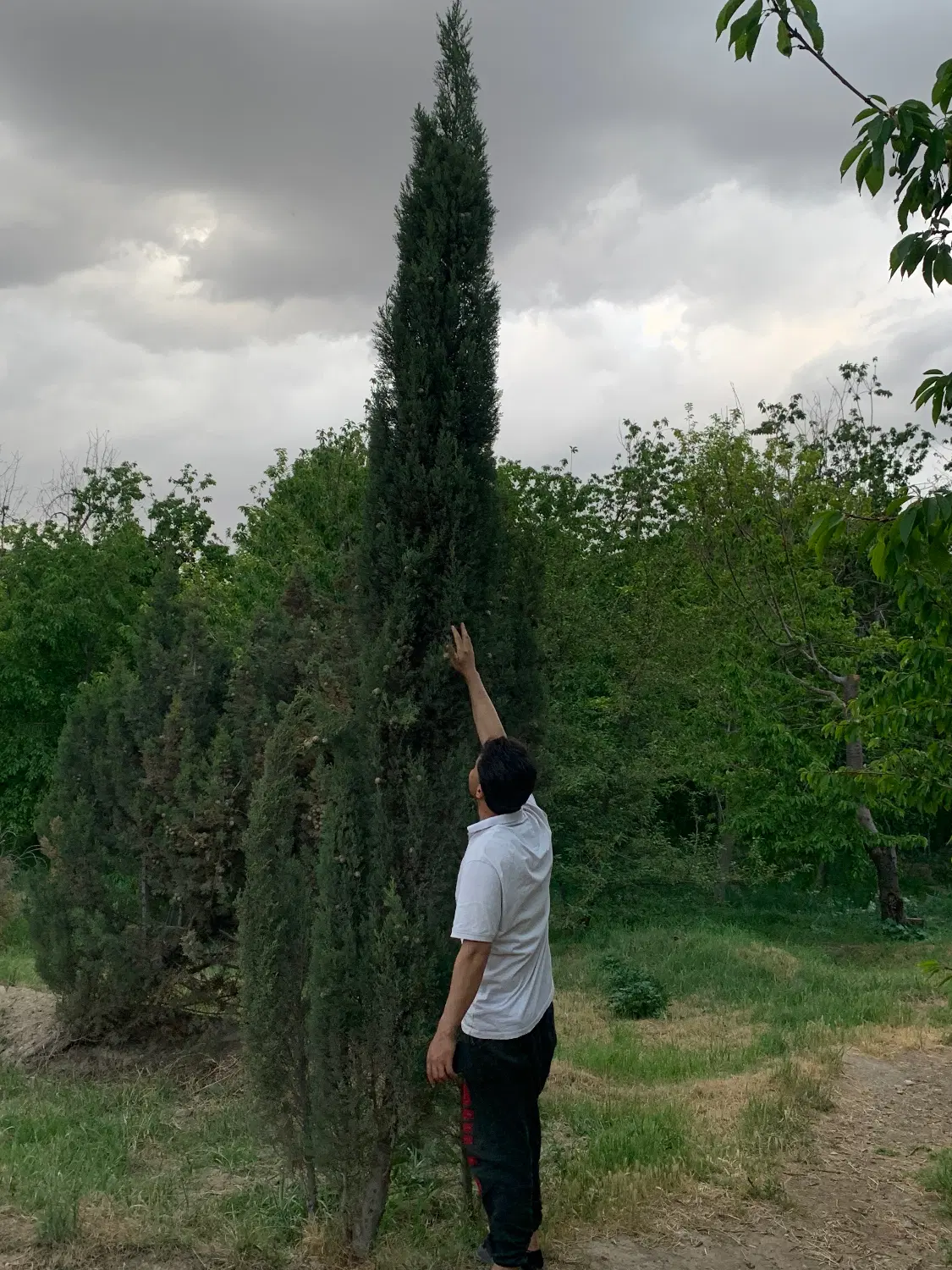 کاج|خدمات باغبانی و درختکاری|قدس, شهر‌قدس|دیوار
