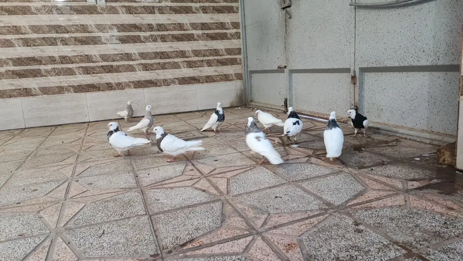 کفتر|پرنده|حبیب آباد, |دیوار